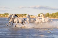 Jonathan Aubert Photographe_Saintes-Maries-de-la-Mer © 