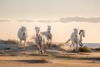 Jonathan Aubert Photographe_Saintes-Maries-de-la-Mer © 