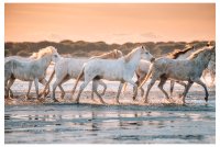 Jonathan Aubert Photographe_Saintes-Maries-de-la-Mer © 