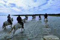 Crin Blanc_Saintes-Maries-de-la-Mer © 