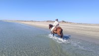 Les Balades à cheval de Nico_Saintes-Maries-de-la-Mer © 