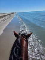 Les Balades à cheval de Nico_Saintes-Maries-de-la-Mer © 