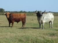 Auberges des Plaines - Ratis_Saintes-Maries-de-la-Mer © 